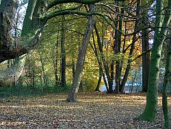 Herfst in het park van "De Ceder"